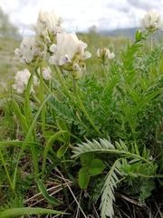 Oxytropis altaica