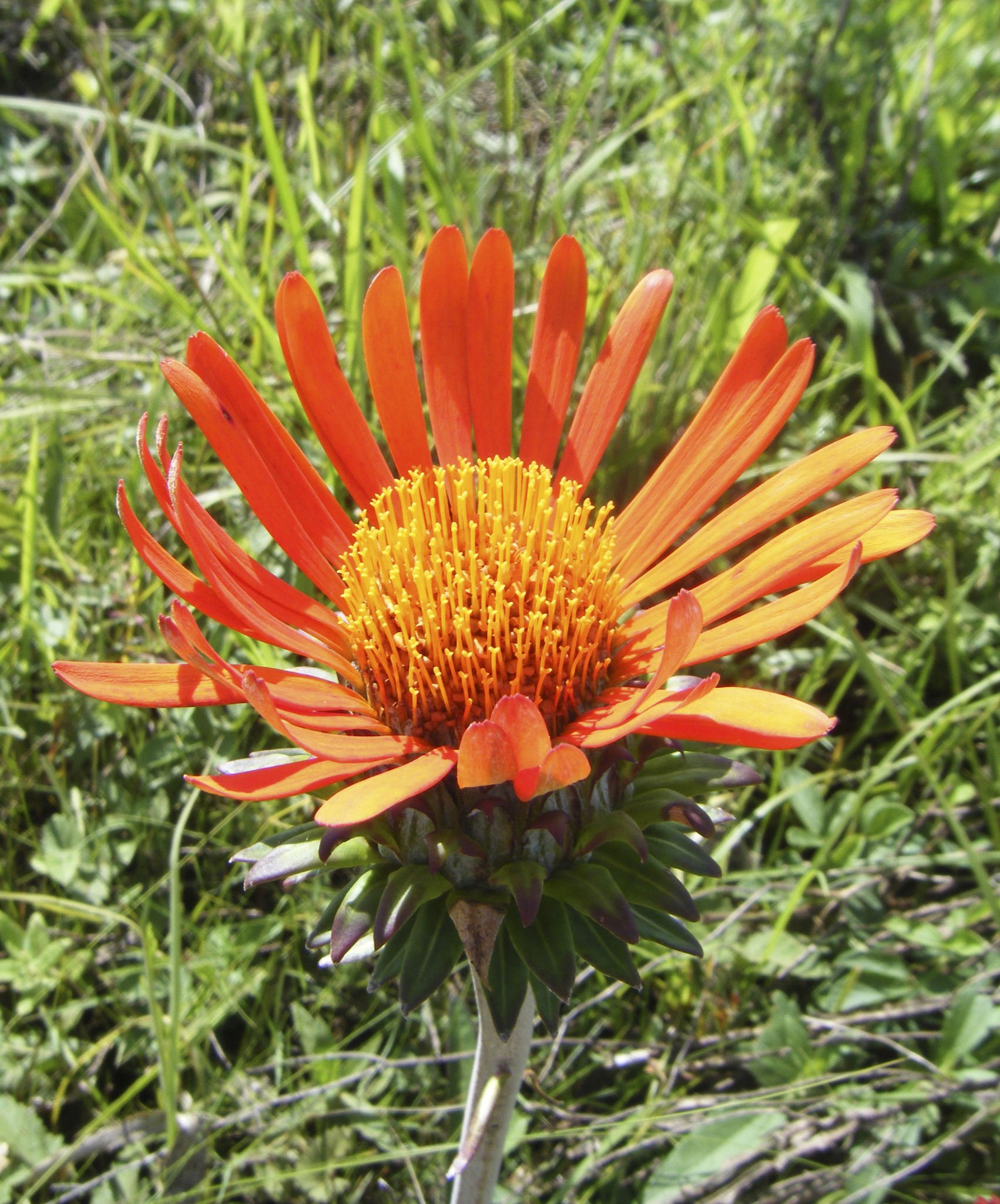 Trichocline macrocephala