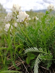 Oxytropis altaica