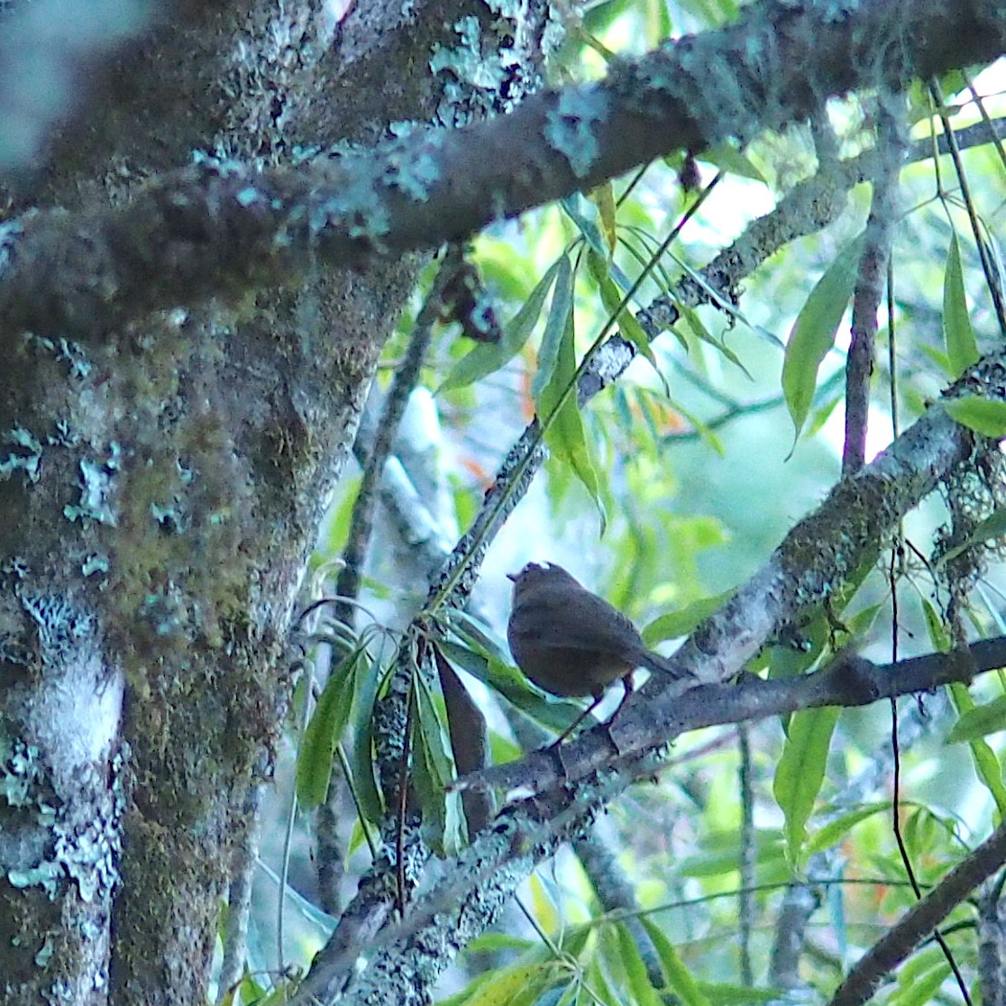 Taiwan Shortwing (Brachypteryx goodfellowi), photo 1