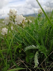 Oxytropis altaica