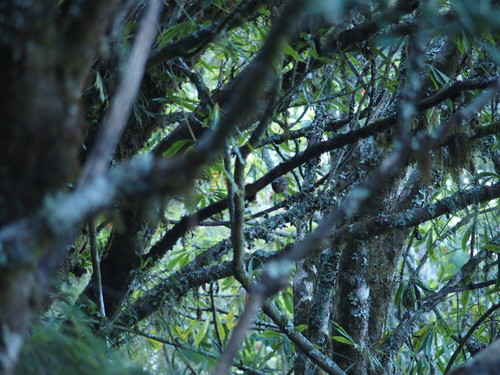 Taiwan Shortwing (Brachypteryx goodfellowi), photo 2