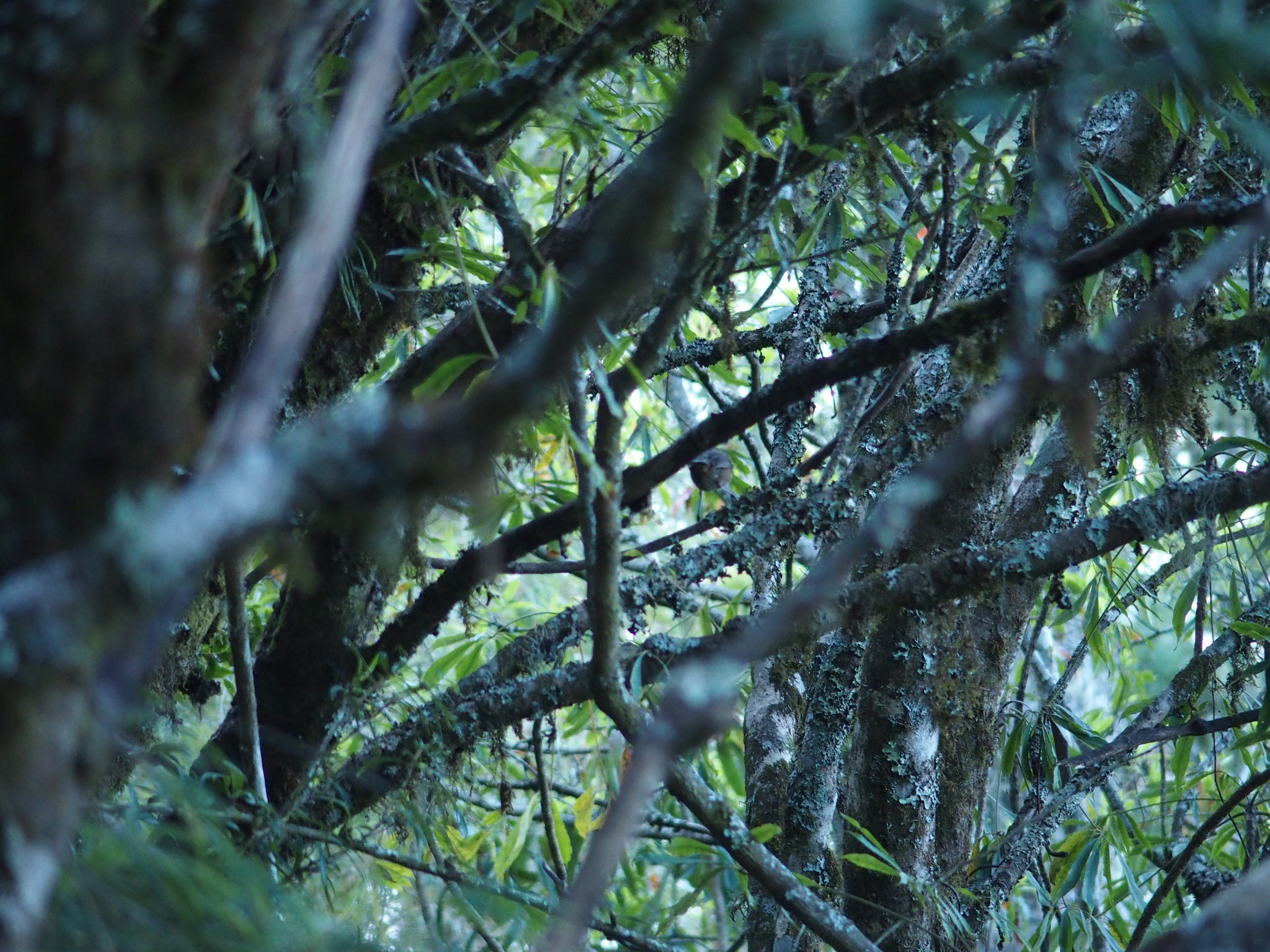 Taiwan Shortwing (Brachypteryx goodfellowi), photo 2