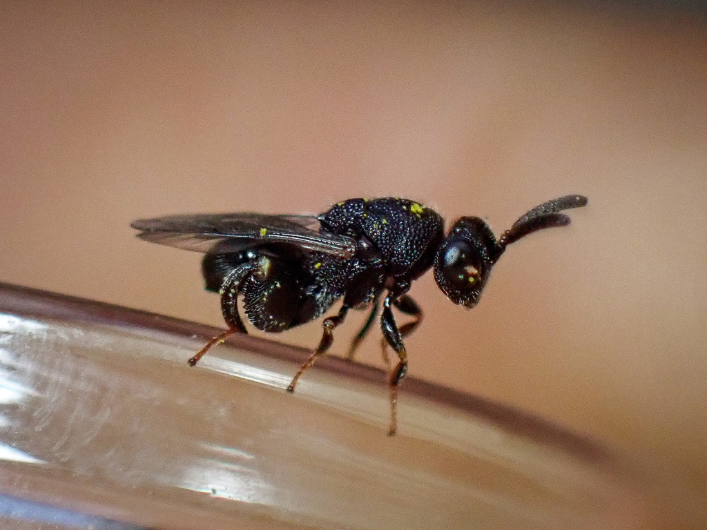 Brachymeria moerens