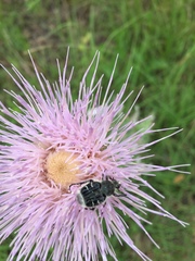 Trichiotinus texanus