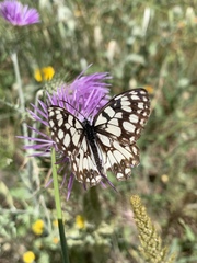 Melanargia ines