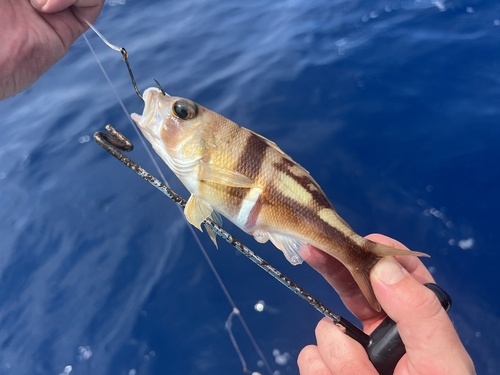 Phoebe (Serranus phoebe) — Serranidae — 4