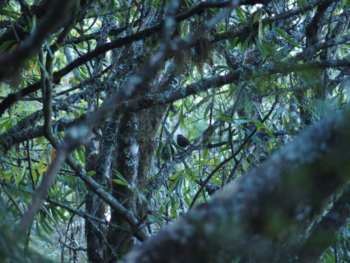 Taiwan Shortwing (Brachypteryx goodfellowi), photo 3