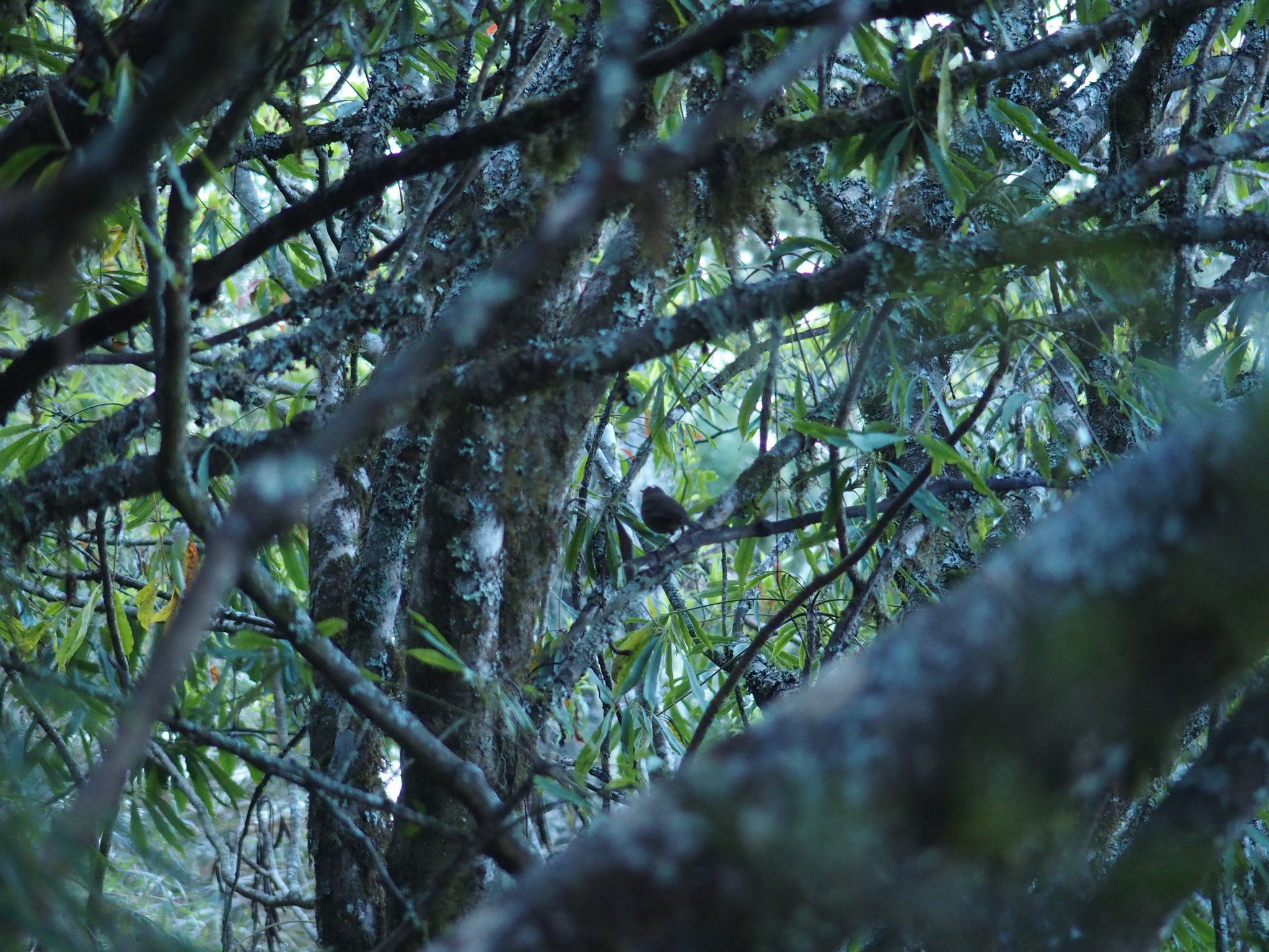 Taiwan Shortwing (Brachypteryx goodfellowi), photo 4