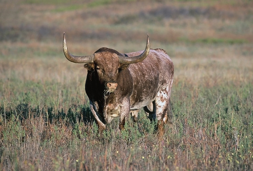 Domestic Cattle photographed in Oklahoma