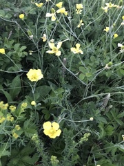 Ranunculus illyricus