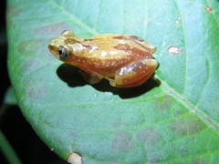 Afrixalus delicatus