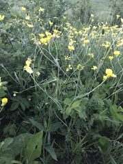 Ranunculus illyricus