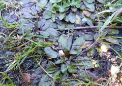 Mazus novaezeelandiae
