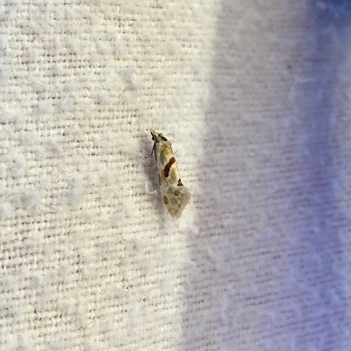 Smeathmann's Aethes Moth photo 4