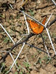 Charaxes jahlusa jahlusa