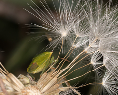 Thyanta pallidovirens