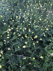 Ranunculus illyricus