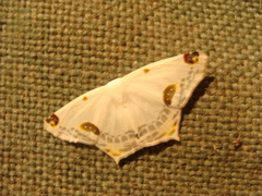 Sericoptera