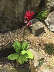 Primula japonica