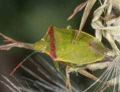 Thyanta pallidovirens