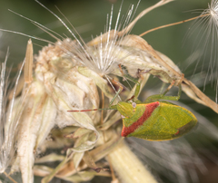 Thyanta pallidovirens