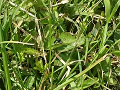 Dioctria atricapilla