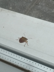 Palomena prasina