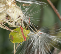 Thyanta pallidovirens
