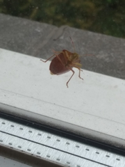 Palomena prasina