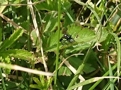 Dioctria atricapilla