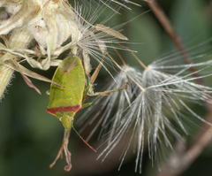 Thyanta pallidovirens