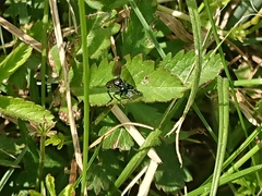 Dioctria atricapilla