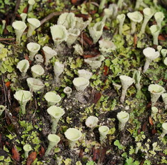 Cladonia humilis