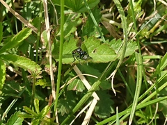 Dioctria atricapilla