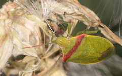 Thyanta pallidovirens