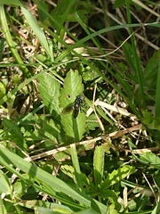Dioctria atricapilla