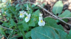 Nemesia fruticans