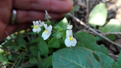 Nemesia fruticans