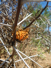 Charaxes jahlusa jahlusa