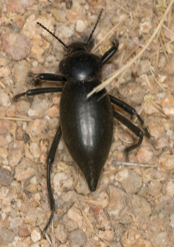 Eleodes acuticauda photo 6