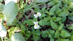 Nemesia fruticans