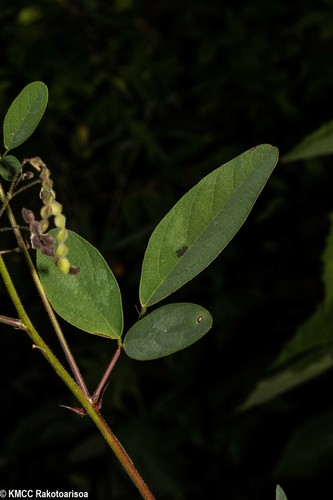 Desmodium tortuosum