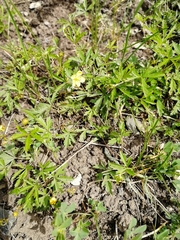 Potentilla flagellaris