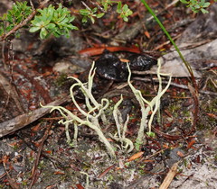 Cladonia corniculata