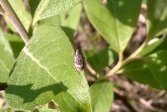 Polydrusus tereticollis