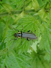 Cantharis obscura