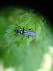 Cantharis obscura