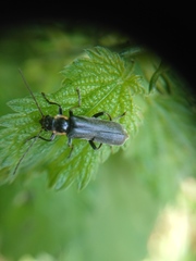 Cantharis obscura