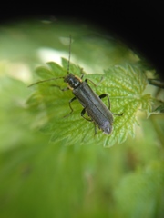 Cantharis obscura